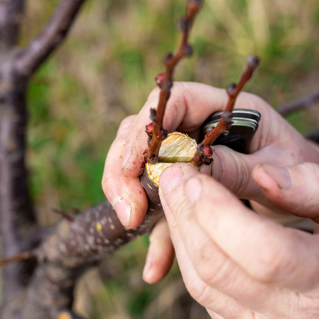 Sobreviventes da Filoxera: O Triunfo das Vinhas de Pé Franco de Portugal