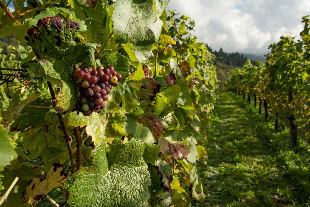 Vinhos Biológicos Vs Vinhos Biodinâmicos