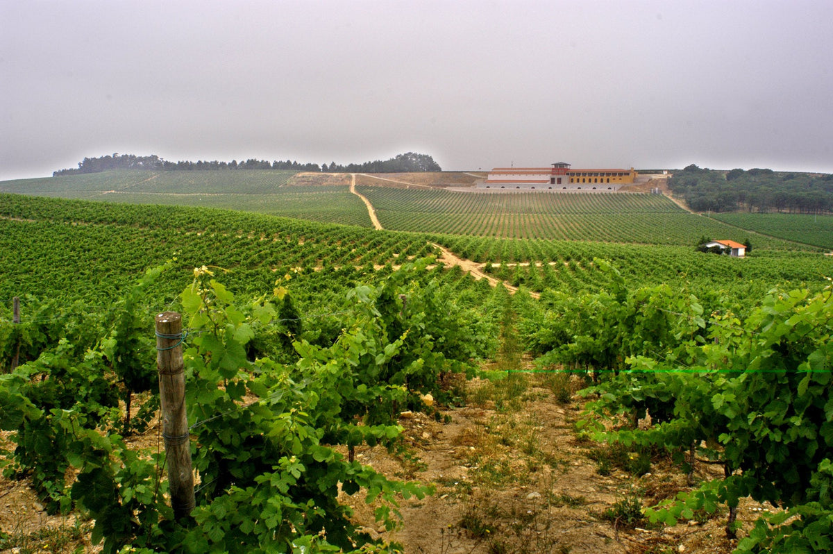 Loja de Vinhos, Baga, Filipa Pato