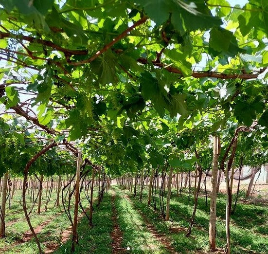 Vinha Branco, Vinho Tinto, Vinho Verde, Green Wine, Alvarinho, Ramisco, Colares