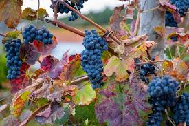 Touriga Nacional, Alvarinho, Arinto, Ramisco, Loureiro