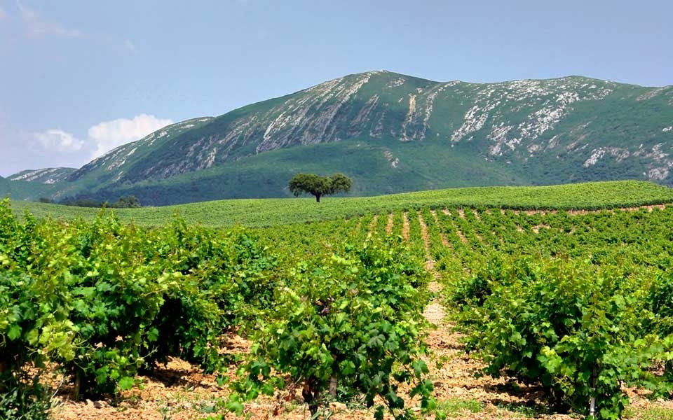 Portugueses Wines - Online Wine Shop - Moscatel Setubal
