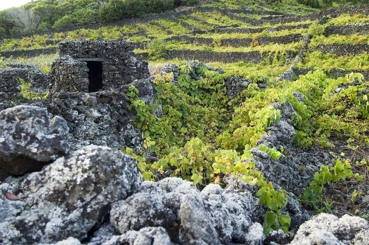 Vinhos dos Açores